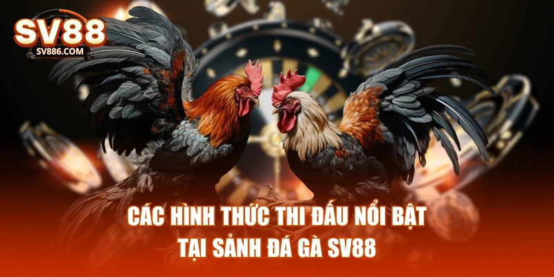 Các hình thức thi đấu nổi bật tại sảnh đá gà SV88