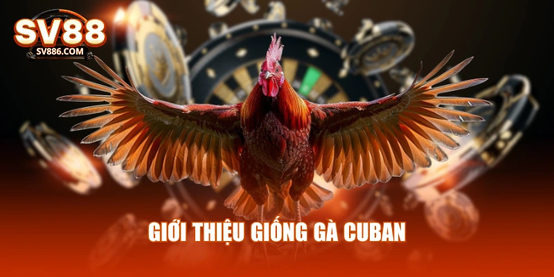 Giới thiệu giống gà cuban