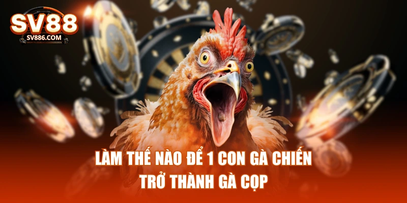 Làm thế nào để 1 con gà chiến trở thành gà cọp