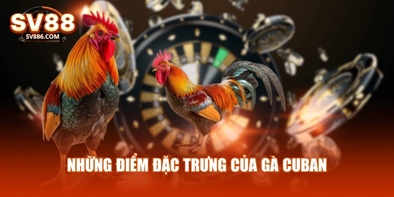 Những điểm đặc trưng của gà cuban